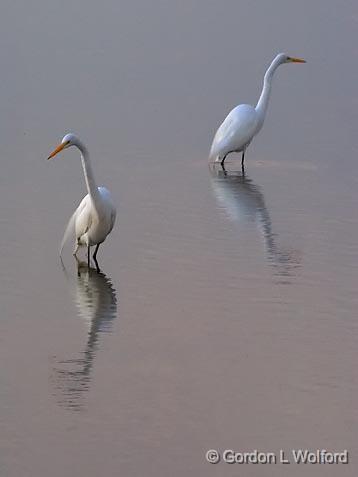 Two Egrets In Predawn_4470.jpg - Photographed at Rockport, Texas, USA.